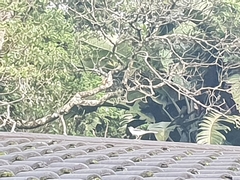 Motacilla clara