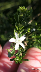 Philotheca difformis