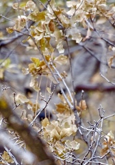 Quercus × undulata