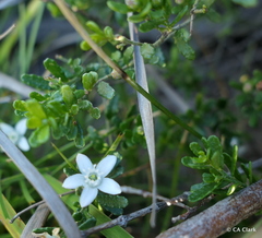 Philotheca difformis