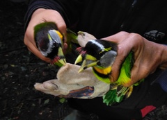 Psilopogon pyrolophus