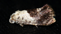 Hypertropha chlaenota