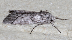 Cerura melanoglypta