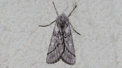 Cerura melanoglypta