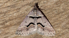 Dichromodes atrosignata