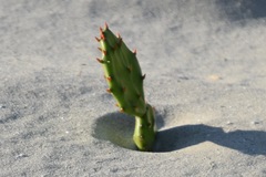Opuntia macrarthra