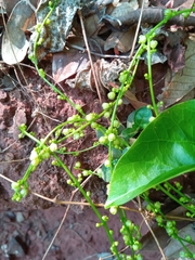 Tinospora