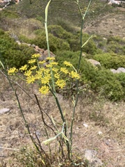 Anethum foeniculum image