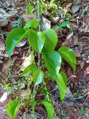 Tinospora