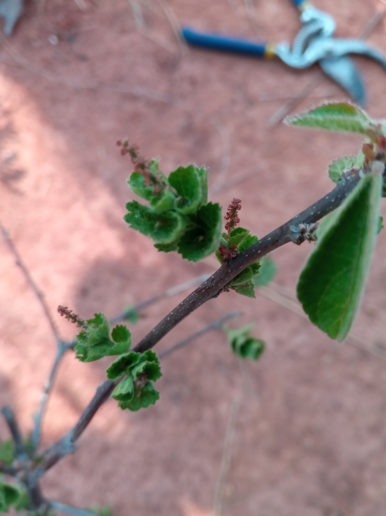Acalypha boinensis Leandri 2