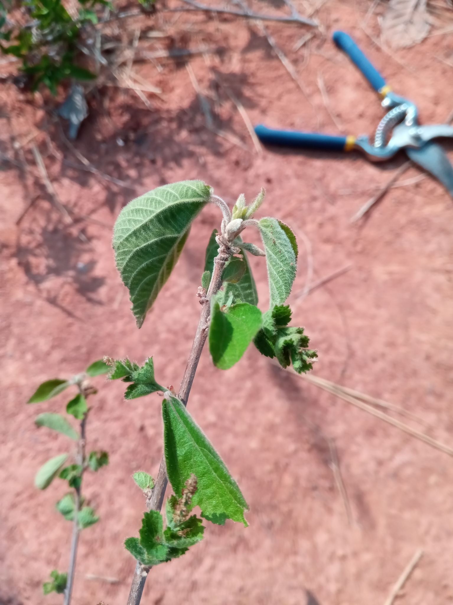 Acalypha boinensis Leandri 3