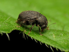 Choragus