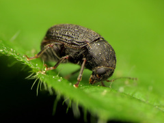 Choragus