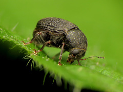 Choragus