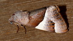 Niceteria macrocosma