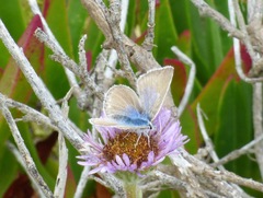 Icaricia icarioides parapheres