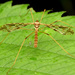 沼大蚊科 - Photo (c) Katja Schulz，保留部份權利CC BY