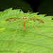 Spectacled Crane Fly - Photo (c) Katja Schulz, some rights reserved (CC BY)