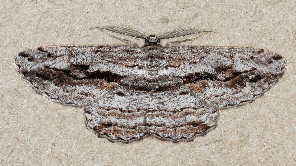 Scioglyptis chionomera