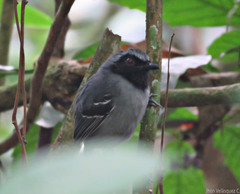 Myrmoborus myotherinus
