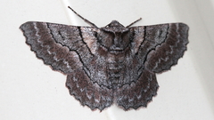 Hypobapta percomptaria
