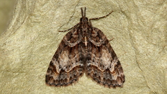Microdes diplodonta