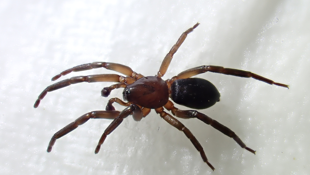 Marinarozelotes barbatus