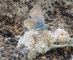 Icaricia icarioides parapheres