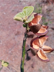 Hibiscus thespesianus