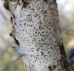 Alyxoria varia