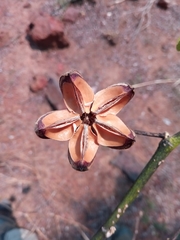 Hibiscus thespesianus