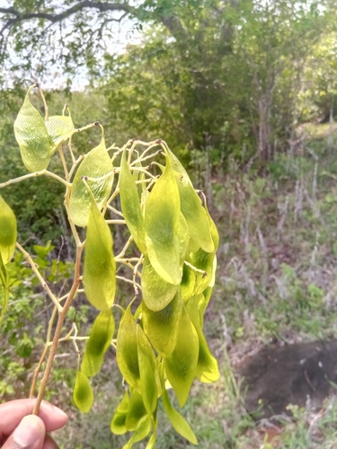 Dalbergia abrahamii image