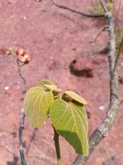 Hibiscus thespesianus