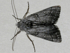 Cerura melanoglypta