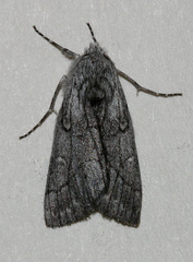 Cerura melanoglypta