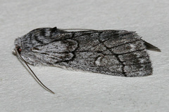 Cerura melanoglypta