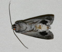Cerura melanoglypta