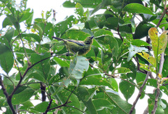 Ixothraupis xanthogastra