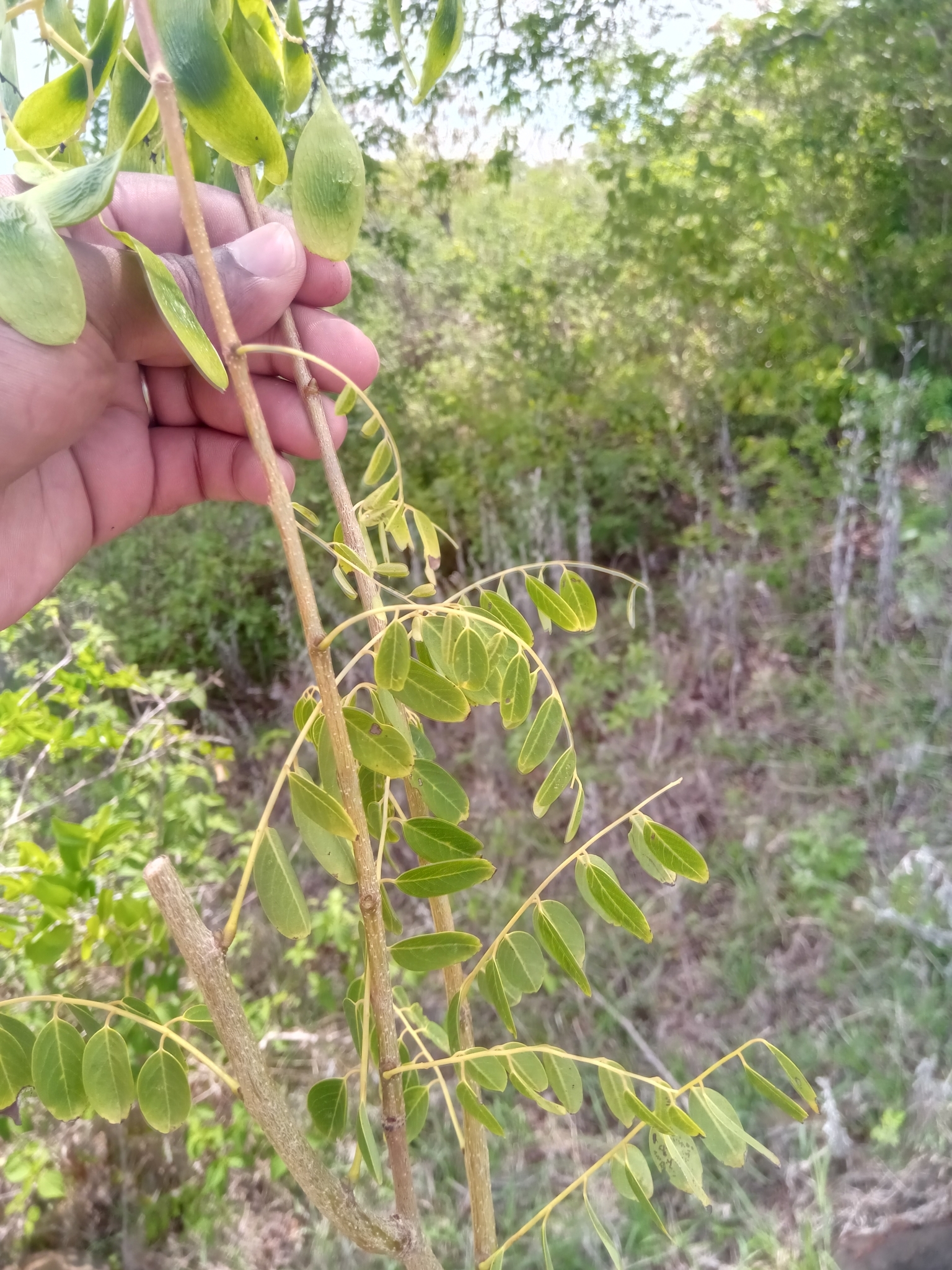Dalbergia abrahamii