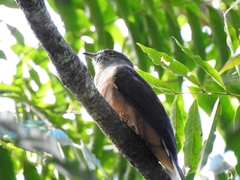 Cacomantis variolosus sepulcralis