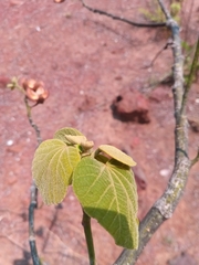Hibiscus thespesianus