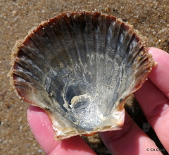 Pecten fumatus