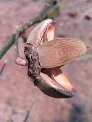 Hibiscus thespesianus