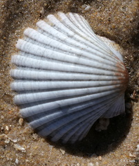 Pecten fumatus