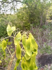 Dalbergia abrahamii image