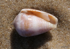 Conus coronatus