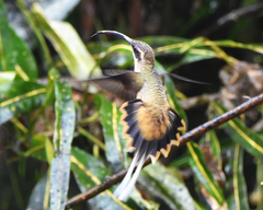 Phaethornis syrmatophorus
