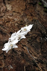 Phalaenopsis aphrodite, photograph (c) Pauline Carmel Joy Eje, some rights reserved (CC BY)