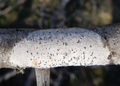 Alyxoria varia