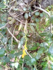 Bulbophyllum auriflorum image